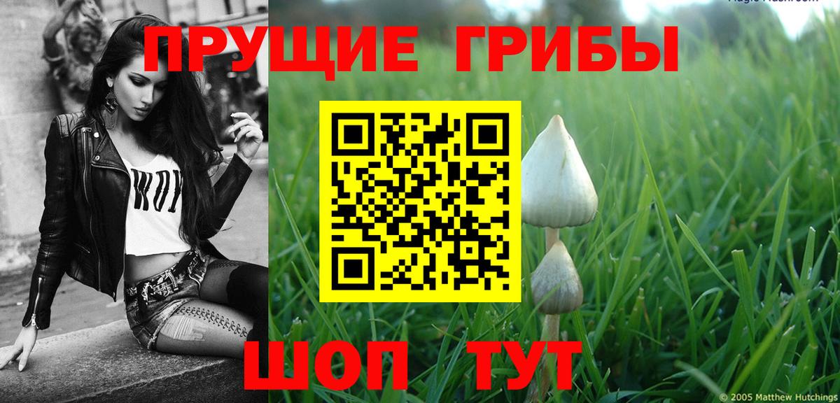 Галлюциногенные грибы Psilocybine cubensis  Вход с VPN  Протвино 